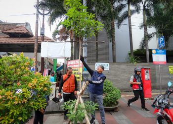 Sekretaris Daerah Kota Bandung, Ema Sumarna menyebut, kehadiran pohon pule di kawasan Jalan Sudirman merupakan upaya menghijaukan kembali kawasan ini. Sekitar 80 persen pohon pule yang ditanam, tumbuh dalam keadaan yang baik.
