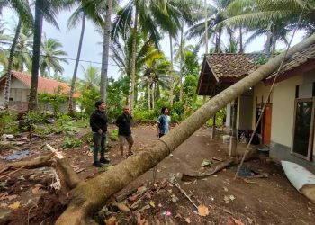 Pohon tumbang menimpa rumah warga akibat hujan disertai angin kencang di Desa Batukaras Kabupaten Pangandaran Sabtu (9/3/2024).