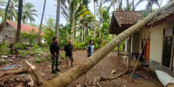 Pohon tumbang menimpa rumah warga akibat hujan disertai angin kencang di Desa Batukaras Kabupaten Pangandaran Sabtu (9/3/2024).