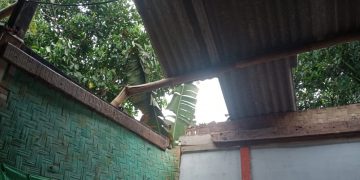 Pohon menimpa rumah warga Sukabumi saat hujan deras disertai angin kencang melanda kawasan itu. Kapolsek Cikidang Iptu Hotben Sianturi mengatakan kejadian pohon tumbang itu terjadi pada hari Sabtu tanggal 9 Maret 2024 sekira jm 09.30 Wib.