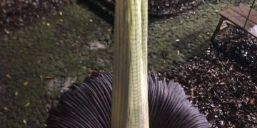 Bunga bangkai mekar di Kebun Raya Cibodas