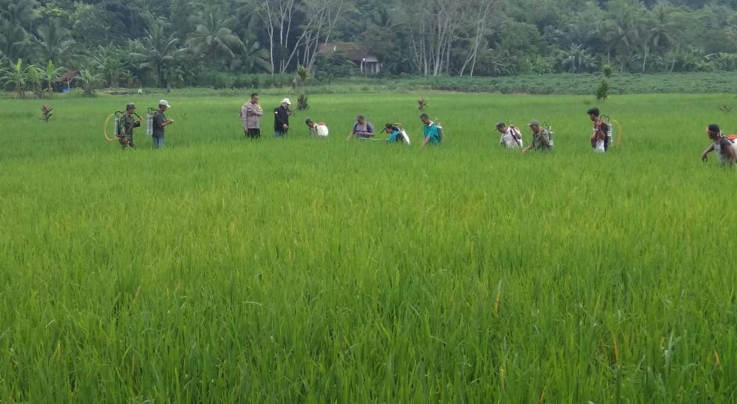 Polisi Banjar Kawal Gerakan Pengendalian Hama Wereng