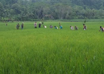 Polisi Banjar Kawal Gerakan Pengendalian Hama Wereng