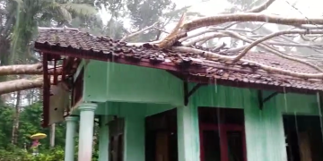 Pohon tumbang timpa rumah warga di Pangandaran akibat huan deras disertai angin kencang di Desa Pajaten Kecamatan Sidamulih Kabupaten Pangandaran Sabtu (20/4/2024). (FOTO: Istimewa)