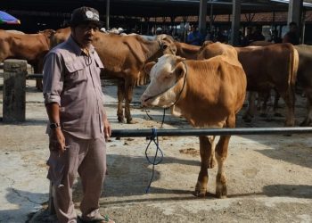 Diskanak Sumedang terjunkan tim kesehatan dalam rangka pemeriksaan hewan kurban jelang pelaksanaan Idul Adha 1445 H.