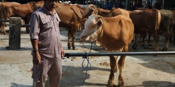 Diskanak Sumedang terjunkan tim kesehatan dalam rangka pemeriksaan hewan kurban jelang pelaksanaan Idul Adha 1445 H.