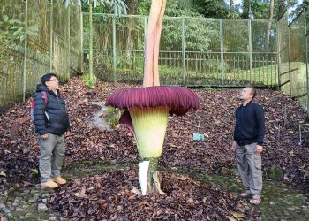 Indukan bunga bangkai mekar di Kebun Raya Cibodas