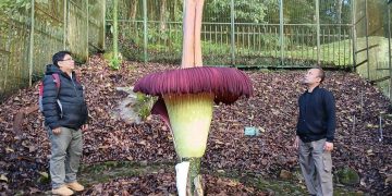 Indukan bunga bangkai mekar di Kebun Raya Cibodas