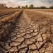 Kemarau hari tanpa hujan kekeringan sawah,walhi