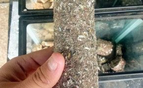 Komunitas Tionghoa Kota Bandung Gagas Nawasena