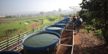 Permata Festival atau Pergerakan Membangun Ketahanan Pangan adalah program yang digagas Pemerintah Kota Bandung. Pemkot menggelar Permata Bandung Festival, Selasa 28 Mei 2024 di Sein Farm Ujung Berung.