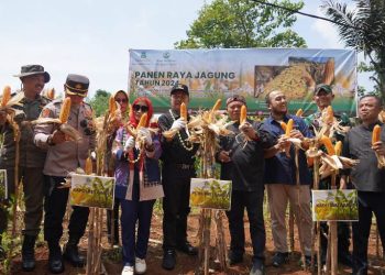 Pj Bupati Garut Barnas Adjidin ikuti Panen Raya Jagung di Desa Pangeureunan, Kecamatan Limbangan, Kabupaten Garut, pada Kamis (02/05/2024).