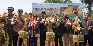 Pj Bupati Garut Barnas Adjidin ikuti Panen Raya Jagung di Desa Pangeureunan, Kecamatan Limbangan, Kabupaten Garut, pada Kamis (02/05/2024).