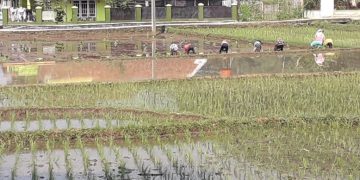 Dinas Pertanian dan Ketahanan Pangan (DPKP) Kabupaten Sumedang mengembangkan pertanian organiknya khususnya untuk komoditi padi di Desa Cikurubuk Kecamatan Buahdua.
