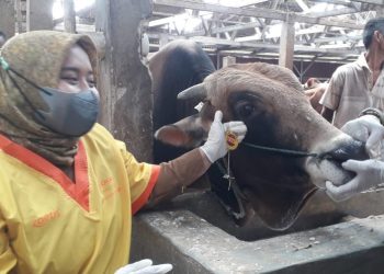 Hewan kurban di Sumedang dinyatakan sehat dan layak untuk jadi hewan kurban, ungkap Dinas Perikanan dan Peternakan (Diskanak) Kabupaten Sumedang.