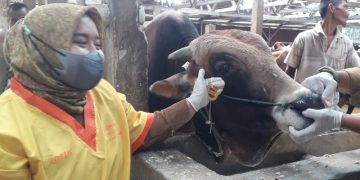 Hewan kurban di Sumedang dinyatakan sehat dan layak untuk jadi hewan kurban, ungkap Dinas Perikanan dan Peternakan (Diskanak) Kabupaten Sumedang.