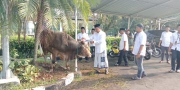 Pemkab Bogor salurkan 95 ekor sapi dan domba di Hari Raya Idul Adha ke 1445 Hijriah.
