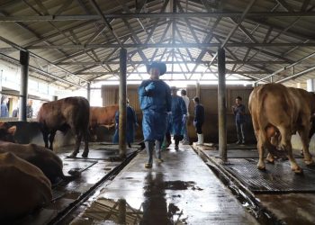 Penjabat Bupati Garut Barnas Adjidin tinjau hewan kurban untuk melihat lebih dekat terkait kesehatan dan kelayakan hewan kurban di peternakan milik H. Utang, yang berlokasi di Kampung Bojong Kalapa, Kecamatan Karangpawitan, Kabupaten Garut, pada Selasa (11/6/2024).