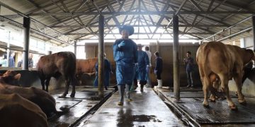 Penjabat Bupati Garut Barnas Adjidin tinjau hewan kurban untuk melihat lebih dekat terkait kesehatan dan kelayakan hewan kurban di peternakan milik H. Utang, yang berlokasi di Kampung Bojong Kalapa, Kecamatan Karangpawitan, Kabupaten Garut, pada Selasa (11/6/2024).