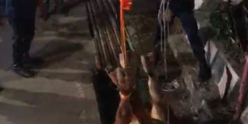 Sapi masuk parit di Maleber Kota Bandung diselamatkan Dinas Kebakaran dan Penanggulangan Bencana (Diskar PB) Kota Bandung.