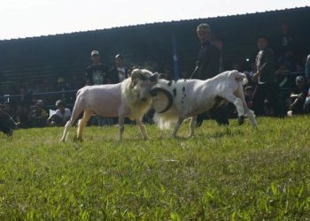 Seni Ketangkasan domba garut digelar di Pamindangan Anugrah Lebah Gunung Guntur, Desa Pasawahan, Kecamatan Tarogong Kaler, Minggu (9/6/2024).