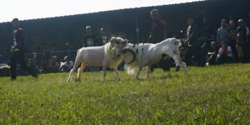 Seni Ketangkasan domba garut digelar di Pamindangan Anugrah Lebah Gunung Guntur, Desa Pasawahan, Kecamatan Tarogong Kaler, Minggu (9/6/2024).