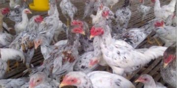 ayam sentul