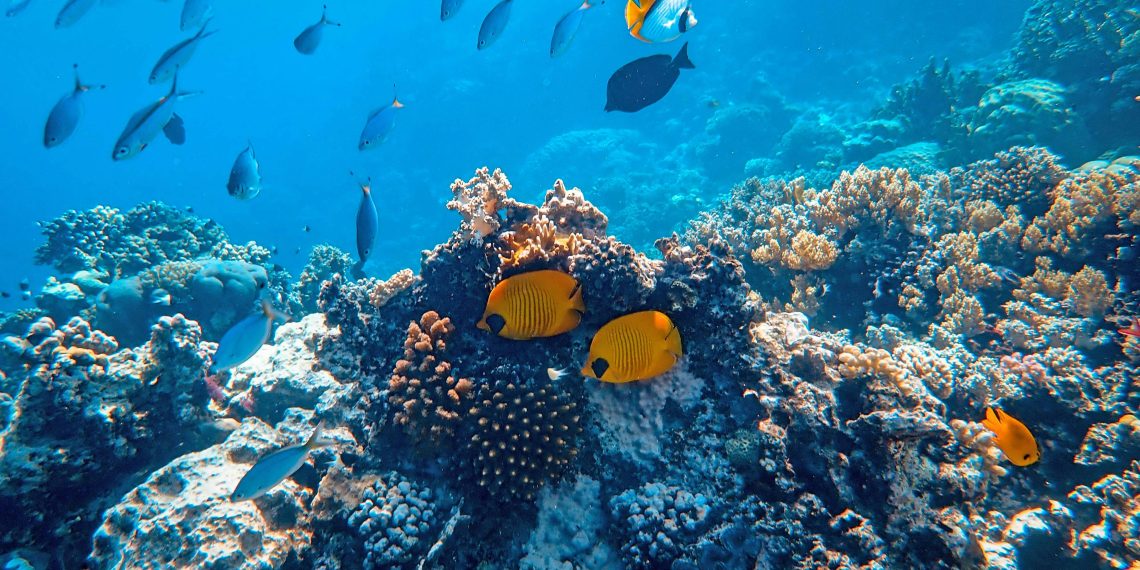 ikan hias laut