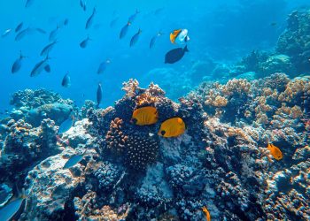 ikan hias laut