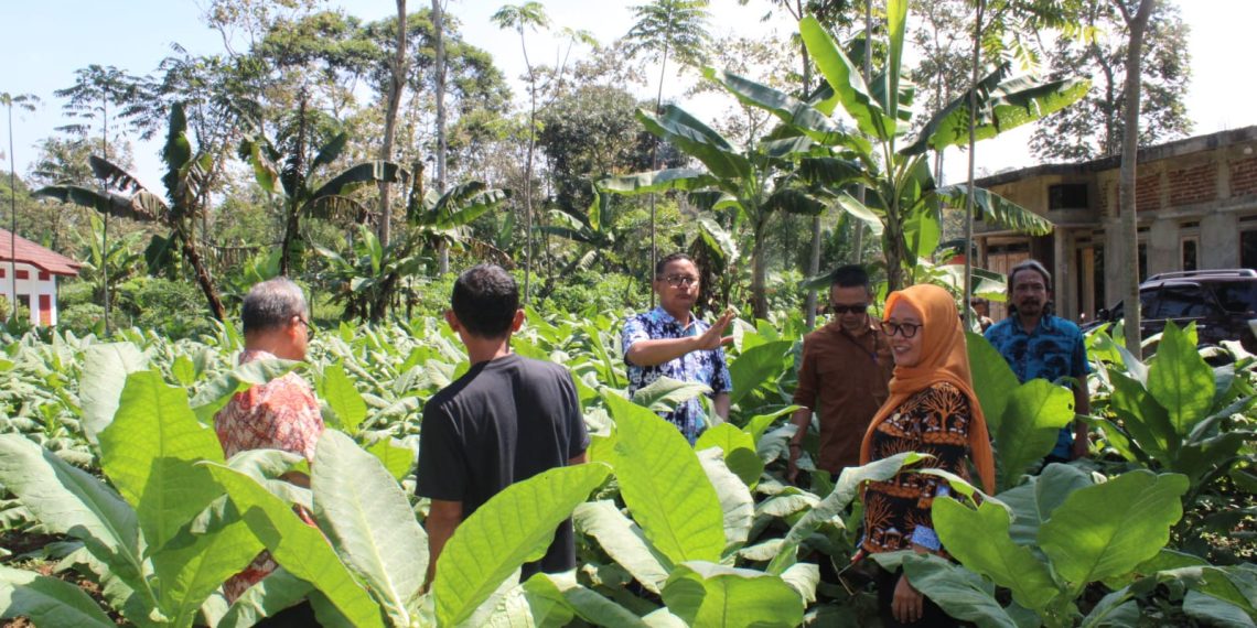 Meningkatkan Produktivitas Petani Tembakau