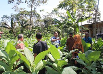 Meningkatkan Produktivitas Petani Tembakau