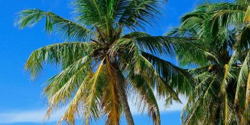 Warga meninggal akibat jatuh dari pohon kelapa di Kota Banjar Provinsi Jawa Barat. Kapolres Banjar AKPB Danny Yulianto