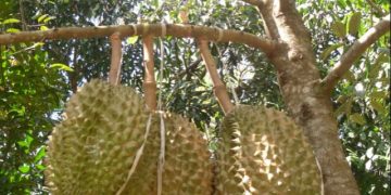 Pohon durian