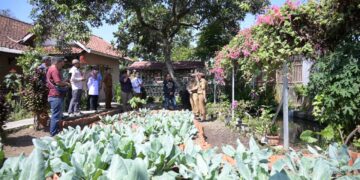 Lahan pekarangan tanaman sayur