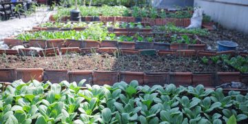 Kebun sayuran buruan sae