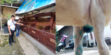 Anjing liar mangsa domba ternak di Pangandaran Jawa Barat Senin dini hari 1 Juli 2024 sekitar pukul 04.00 WIB.