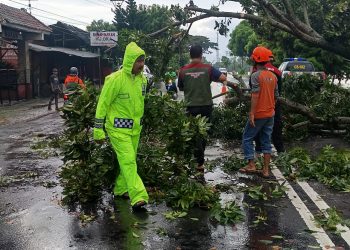 Pohon tumbang