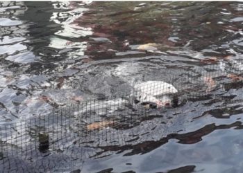 Ikan nila asal Belanda dikembangkan oleh Dinas Perikanan dan Peternakan (Diskanak) Kabupaten Sumedang.