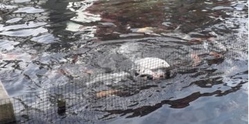 Ikan nila asal Belanda dikembangkan oleh Dinas Perikanan dan Peternakan (Diskanak) Kabupaten Sumedang.