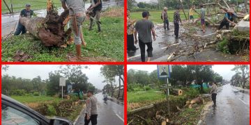 Pohon tumbang akibat angin kencang dan hujan deras di Cihaurbeuti Ciamis, Kamis 4 Juli 2024 sekitar pukul 10.30 WIB.