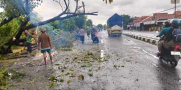 Pohon tumbang di ruas jalan Pantura Cirebon-Karangampel, tepatnya di Desa Srengeng Blok Bencirong Kecamatan Krangkeng Kabupaten Indramayu Jawa Barat.