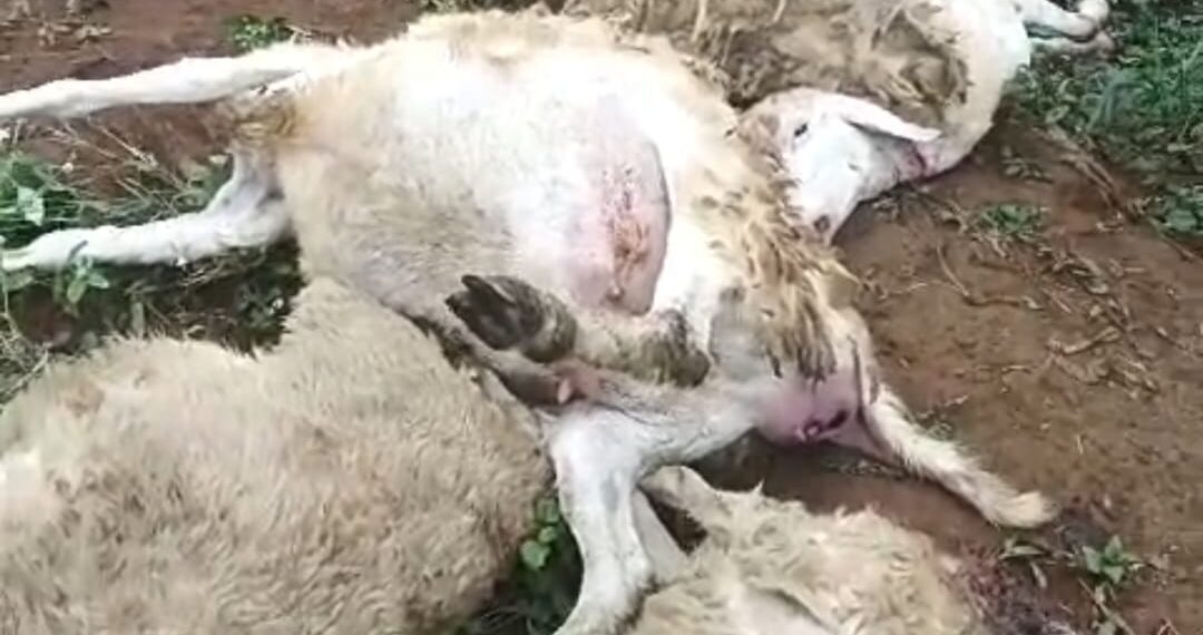 Macan tutul terkam 8 ternak kambing di Sukabumi, tepatnya di Desa Cikarae Toyyibah Kecamatan Cikidang Kabupaten Sukabumi Provinsi Jawa Barat.