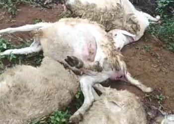 Macan tutul terkam 8 ternak kambing di Sukabumi, tepatnya di Desa Cikarae Toyyibah Kecamatan Cikidang Kabupaten Sukabumi Provinsi Jawa Barat.
