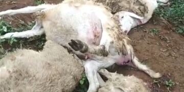 Macan tutul terkam 8 ternak kambing di Sukabumi, tepatnya di Desa Cikarae Toyyibah Kecamatan Cikidang Kabupaten Sukabumi Provinsi Jawa Barat.
