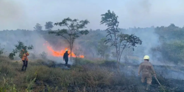 Kondisi Lahan yang terbakar dan upaya pemadaman oleh Tim Gabungan di Kabupaten Bintan, Provinsi. kepulauan Riau (29/7) (BPBD Kabupaten Bintan)