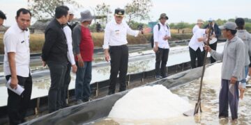 Penjabat (Pj) Bupati Cirebon, Wahyu Mijaya mengungkapkan, bahwa Kabupaten Cirebon memiliki potensi lahan produksi garam seluas 2.666 hektare, dengan 1.242 hektare di antaranya telah digarap.