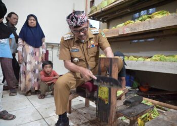 Penjabat Bupati Kuningan Iip Hidajat mengunjungi sentra usaha tembakau khas Kuningan di Desa Karanganyar, Kecamatan Darma pada Senin sore (02/09/2024).