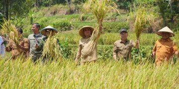Pj. Bupati Sumedang Panen Raya Padi Organik
