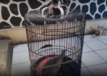 Sangkar burung