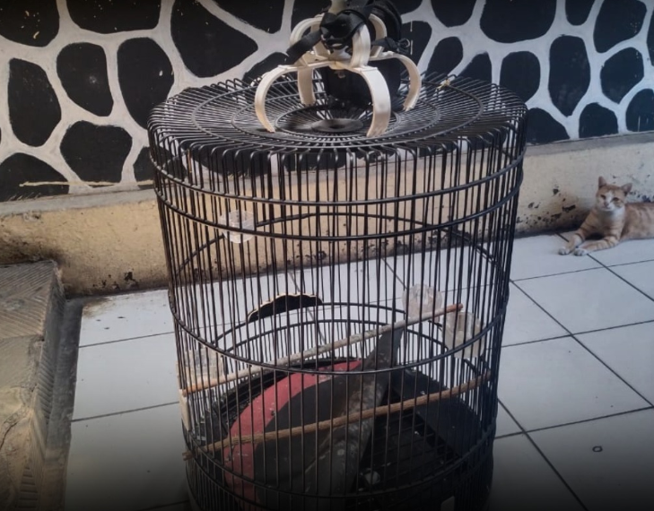 Sangkar burung